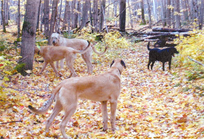 2005-10-01-all-dogs_edited- (54K)