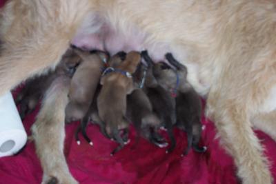 a picture of one half of the litter
