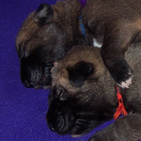 February, 2005 - puppy
