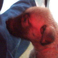March, 2005 - puppy