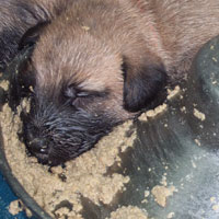 March, 2005 - puppy