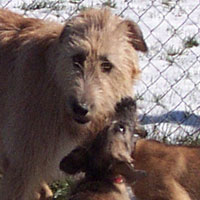April, 2005 - Myrna and puppy