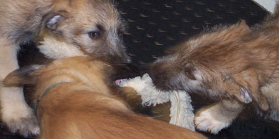 April, 2005 - puppy