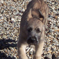 April, 2005 - puppy