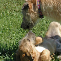 June, 2005 - Myrna and puppy