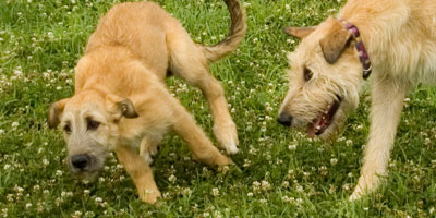June, 2005 - puppy and Myrna