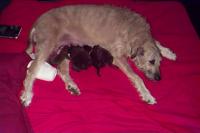 Tulia_with_little_puppies (200 x 133) (4K)